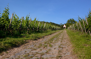 Image showing Vineyard in Southwest Germany