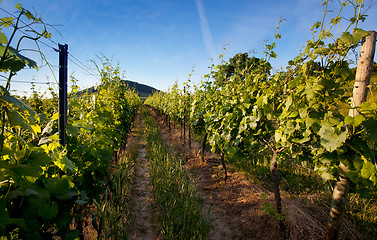 Image showing Vineyard in Southwest Germany