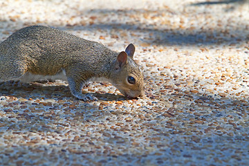 Image showing Squirrel