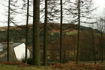 Image showing Through The Trees