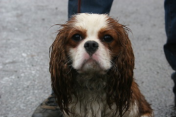 Image showing Hunting Cavalier