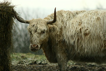 Image showing Highland Cattle