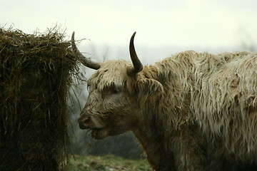 Image showing Highland cow