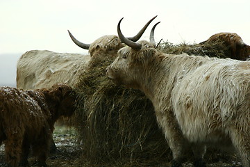 Image showing Feeding Time