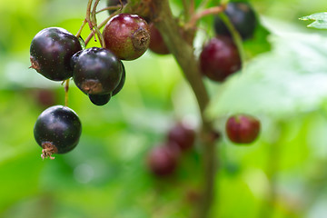 Image showing blackcurrant