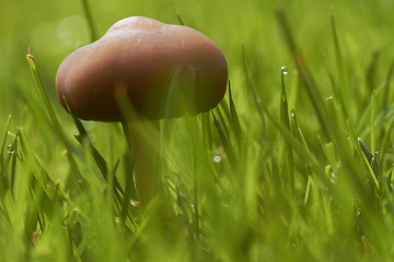 Image showing Mushroom