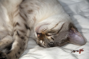 Image showing Bengal kitten