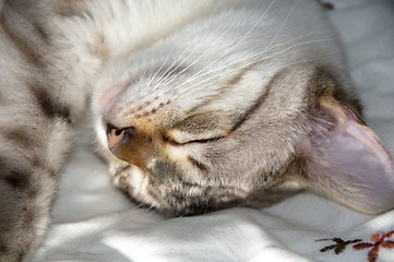 Image showing Bengal kitten