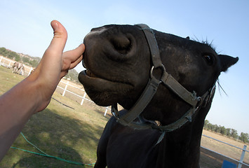 Image showing Portrait of horse