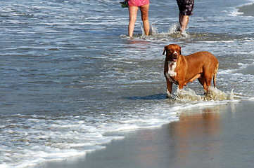 Image showing Dog running on the beach, Puerto Escondido