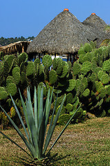 Image showing Strawy huts with cactuses around in Puerto Escondido