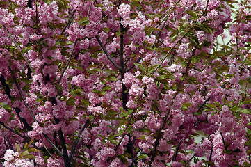 Image showing Tree duing spring with branches full of pink flowers