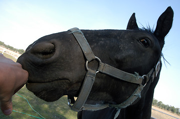 Image showing Portrait of horse