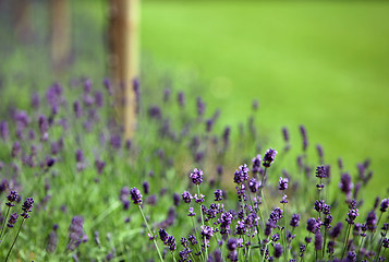 Image showing Lavender