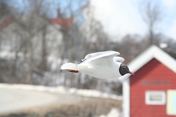 Image showing seagul