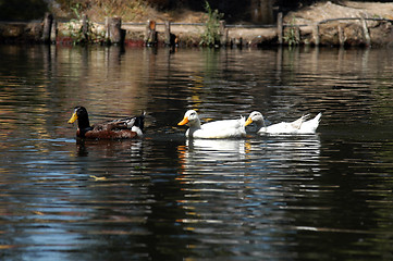 Image showing Ducks on water