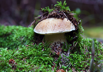 Image showing Mushrooms growing in forest