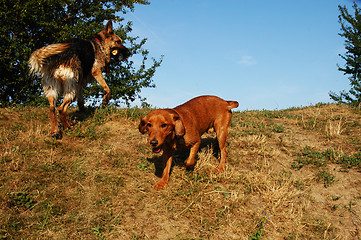 Image showing Two young dogs playing on the hill