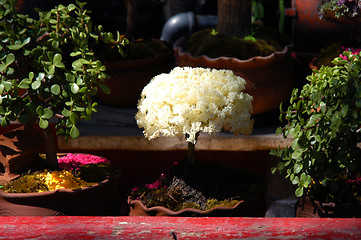 Image showing Boat in Mexico city Xochimilco