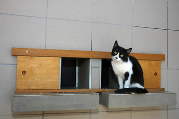 Image showing Cat on shelf