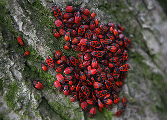 Image showing Firebugs on tree