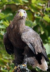 Image showing Brown eagle