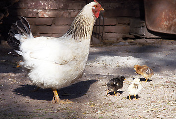 Image showing Hen and chicken