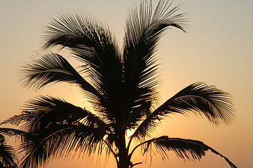 Image showing Palm in susnet light in Puerto Escondido