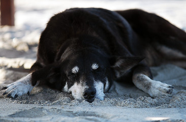 Image showing Dog sleeping on beach