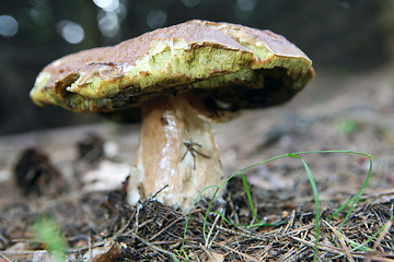 Image showing Mushrooms growing in forest