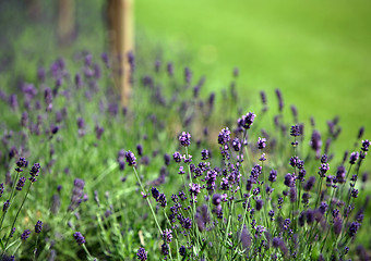 Image showing Lavender