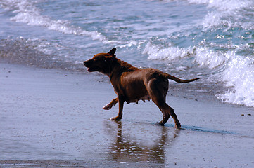 Image showing Dog running on the beach, Puerto Escondido