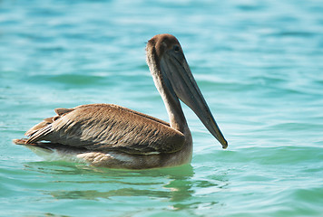 Image showing Sea brown pelican