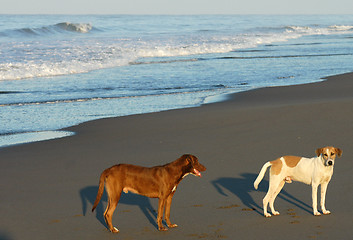 Image showing Two dogs on beach in Puerto arista, Mexico