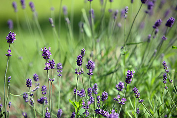 Image showing Lavender