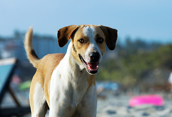 Image showing Dog on the beach