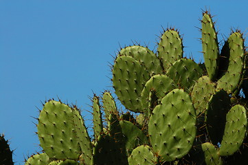 Image showing Detail of cactus growing in  Puerto Escondido