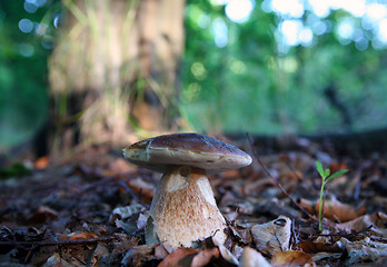 Image showing Mushrooms growing in forest