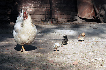 Image showing Hen and chicken