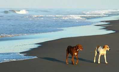 Image showing Two dogs on beach in Puerto arista, Mexico