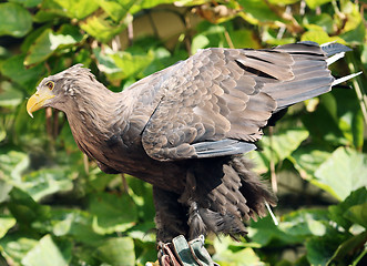 Image showing Brown eagle