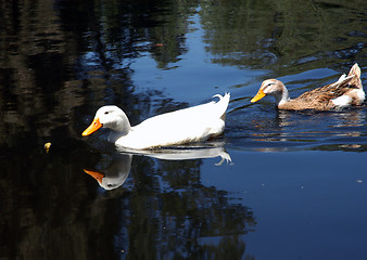 Image showing Ducks on water