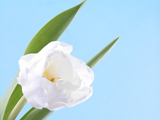Image showing white, spring beauty