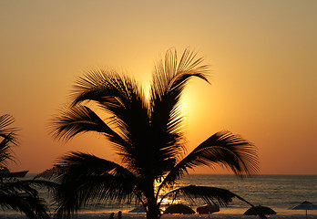 Image showing Palm in susnet light in Puerto Escondido