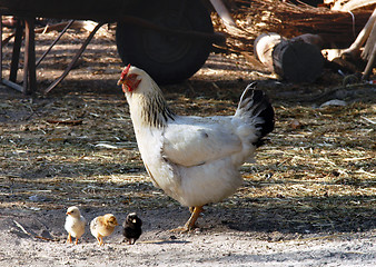 Image showing Hen and chicken