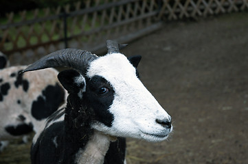 Image showing Young goat