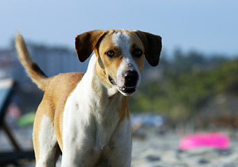 Image showing Dog on the beach