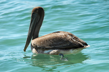 Image showing Sea brown pelican