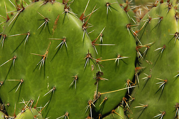 Image showing Detail of cactus growing in  Puerto Escondido