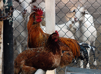 Image showing Animals on farm